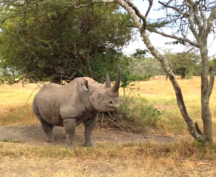 ол педжета, черный носорог, сафари в африке, туры в африку, сафари в африке, туры в кению, сафари в кении