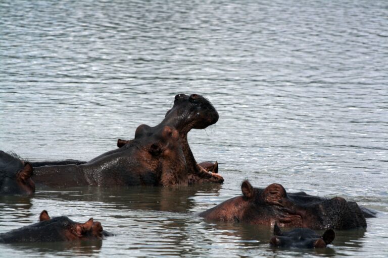 бегемоты отдыхают в воде озера, один раскрыл пасть