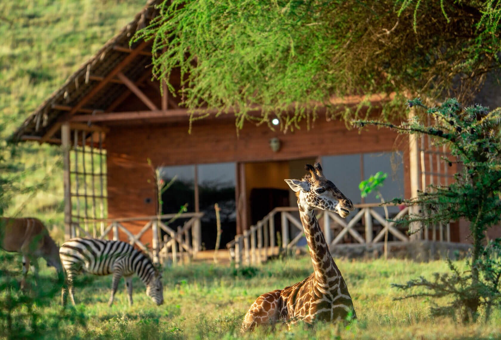 Serval Wildlife