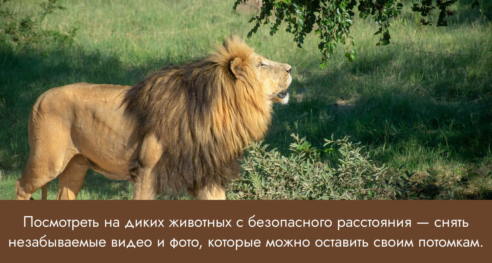 Посмотреть на диких животных с безопасного расстояния и снять незабываемые видео и фото.