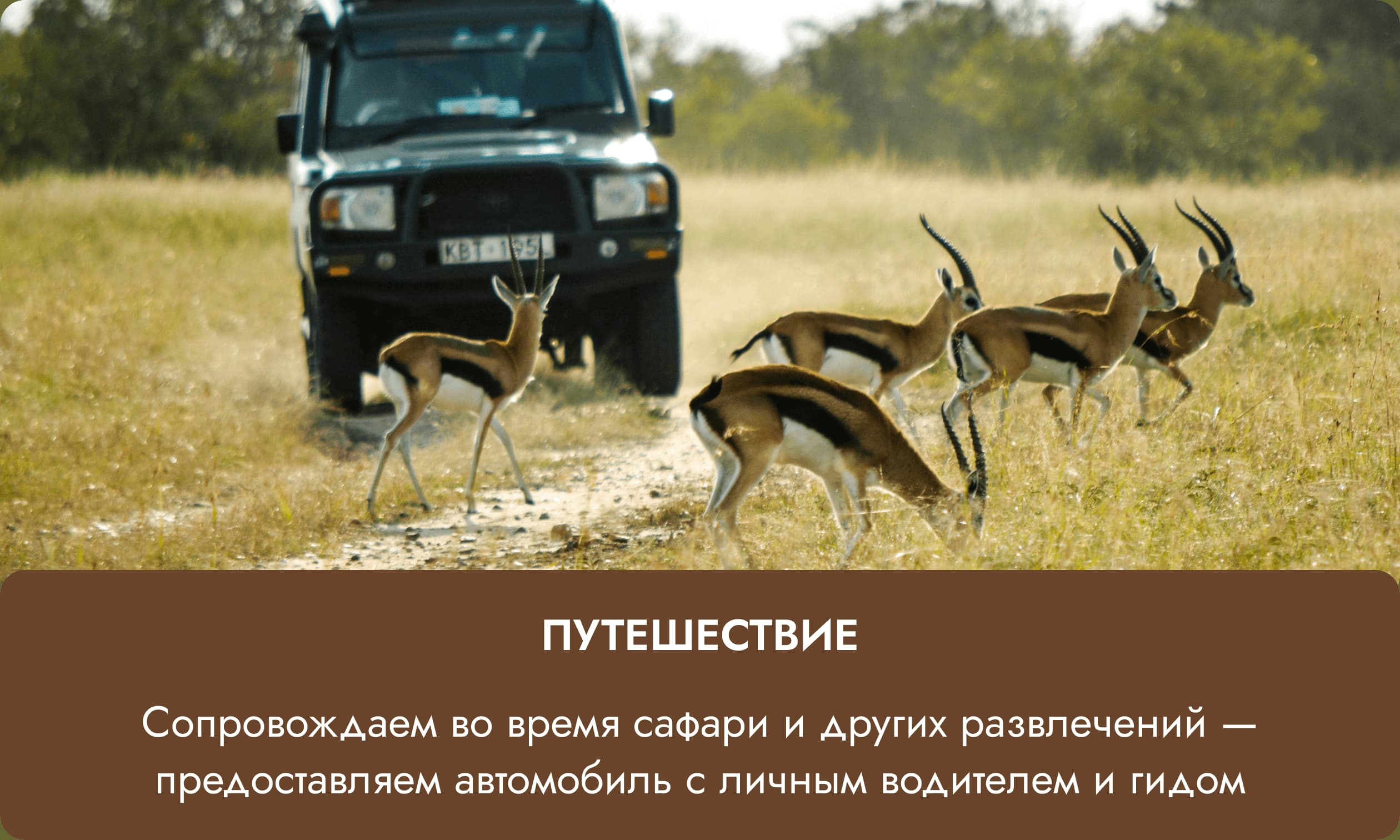 Путешествие — сопровождаем во время сафари и предоставляем автомобиль с водителем и гидом