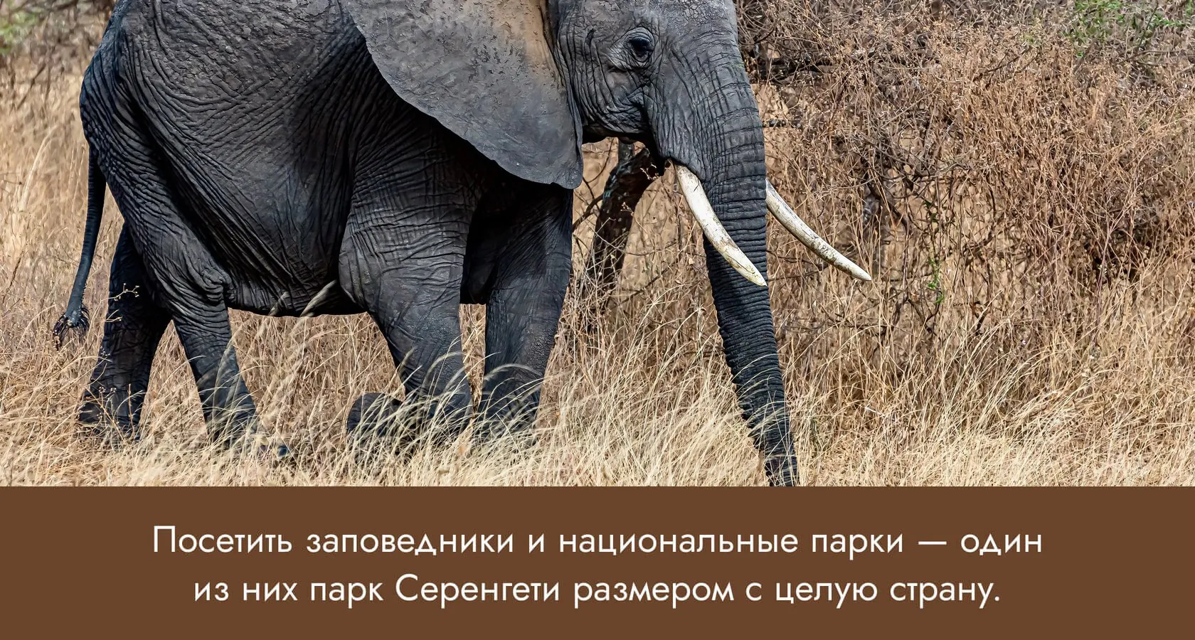 Африканский слон идёт по сухой траве