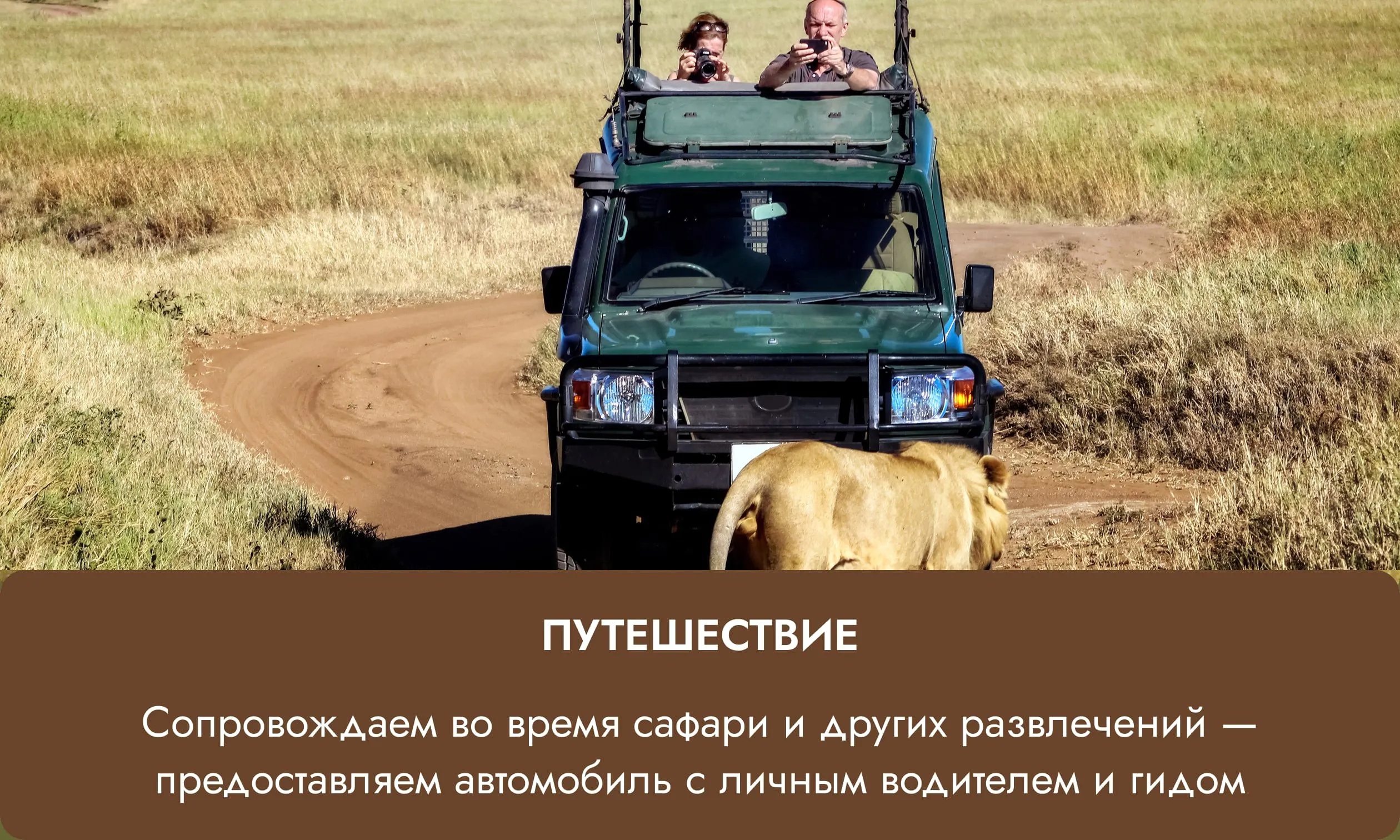 Сафари-машина с туристами и львица на дороге